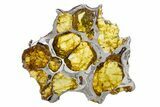 Polished Imilac Pallasite Meteorite (g) Slice #302098-1